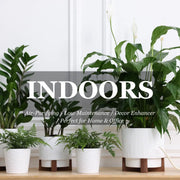 Indoor plant display graphic headed Indoors